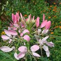 Cleome spinosa fleur
